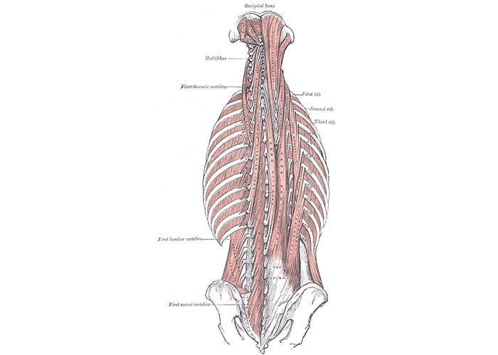 ErectorSpinae