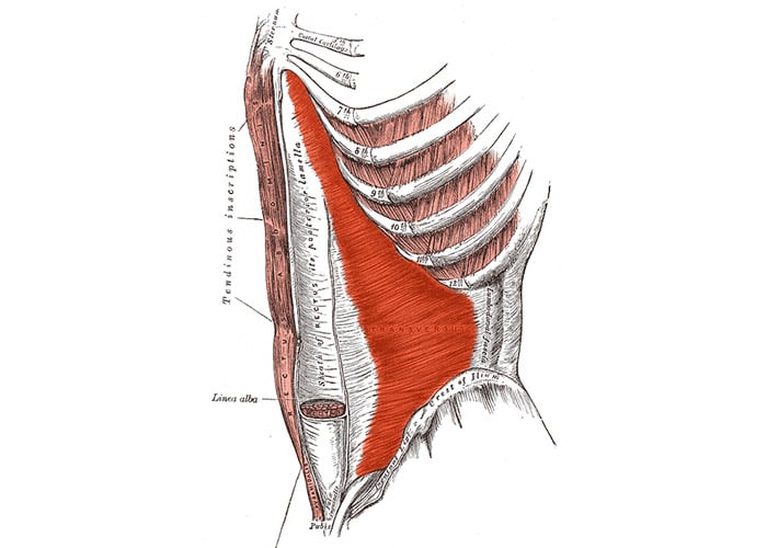 TranverseAbdominus